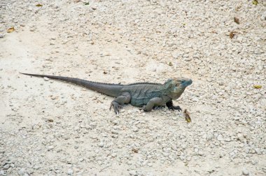 Mavi iguana