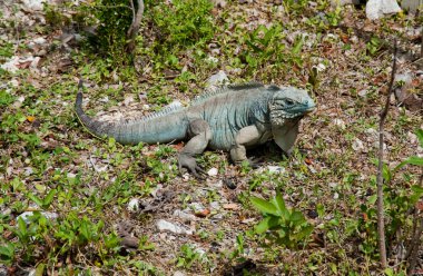 Mavi iguana