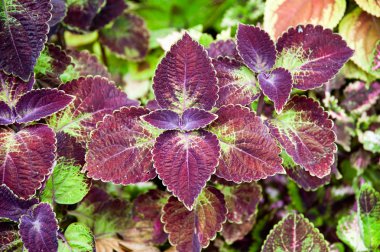 Coleus