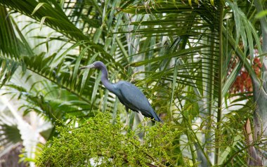 Little blue heron clipart