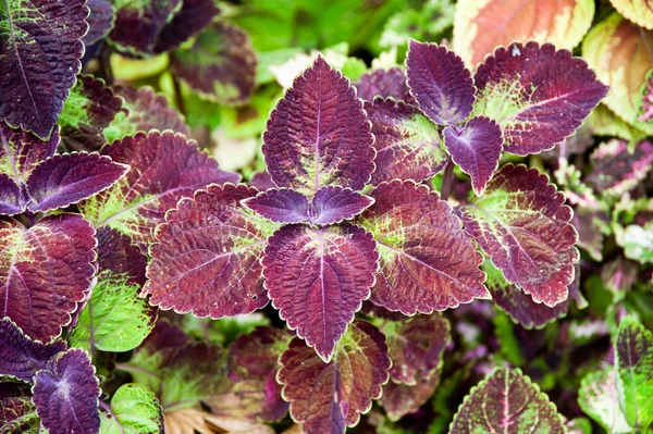 stock image Coleus