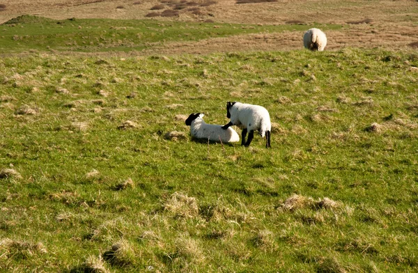 Islay schapen — Stockfoto