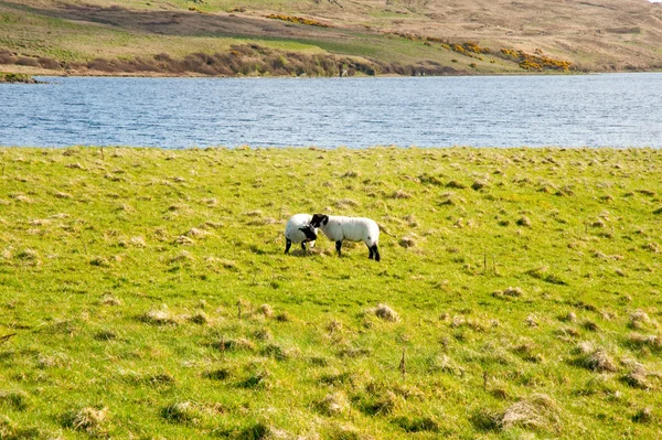 Islay-Schafe — Stockfoto
