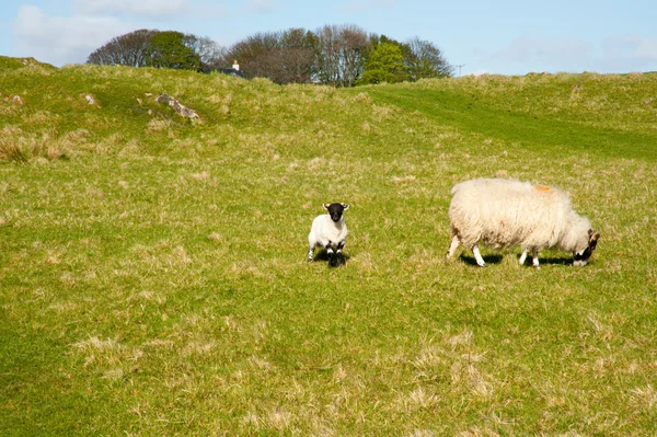 Islay ovce — Stock fotografie