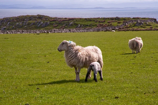 Islay ovce — Stock fotografie