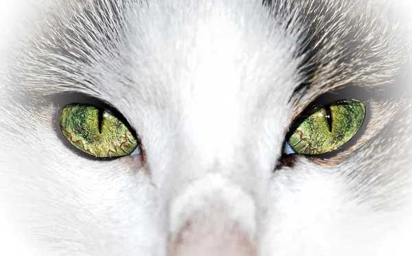 Yeşil gözlü kedi yakın çekim