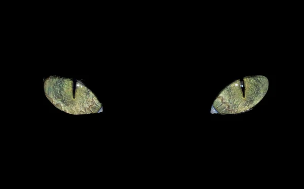 Зеленые Кошачьи Глаза Фото