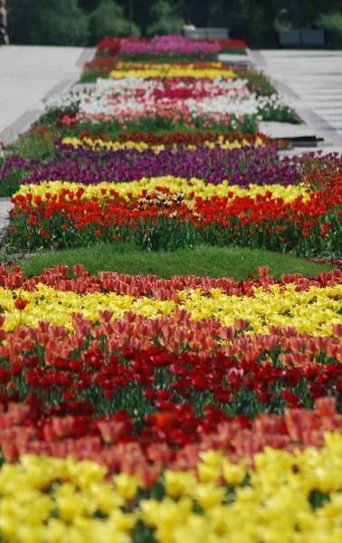 Kolorowe tulipany wiersze - kwietnik w parku — Zdjęcie stockowe
