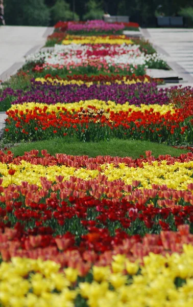 stock image Colorful tulips rows - flowerbed in city park