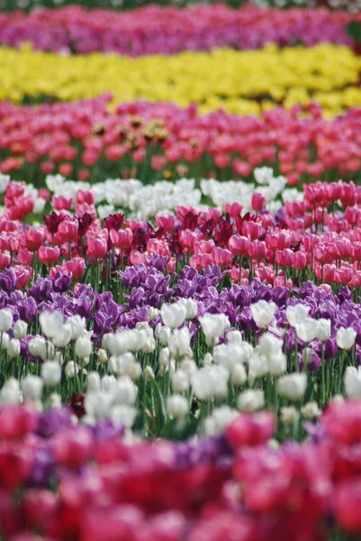 Flowers background from tulips — Stock Photo, Image
