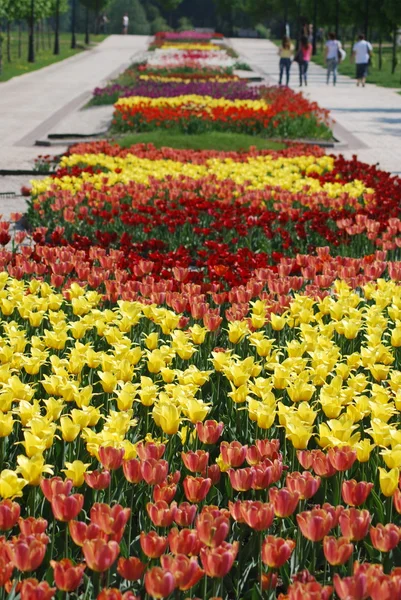 Colorful tulips rows - flowerbed in city park — Stock Photo, Image
