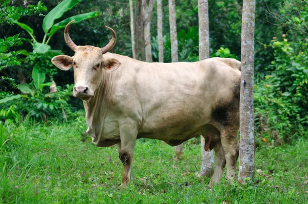 stock image Cows in farmland.