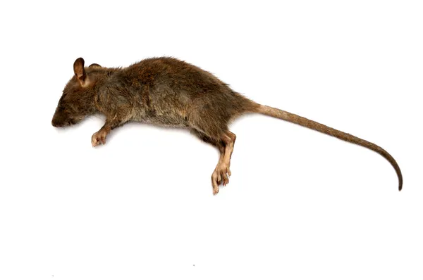 Död råtta — Stockfoto