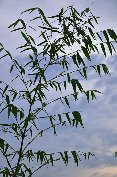 Bambusblatt mit Himmel — Stockfoto