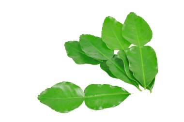 Kaffir lime leaves clipart