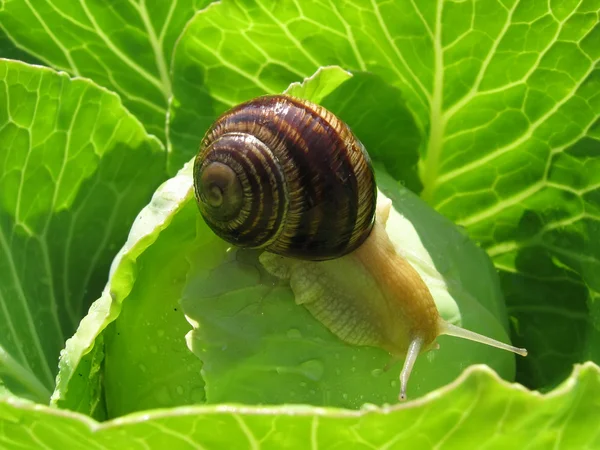 蜗牛爬行 — 图库照片