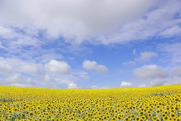 Het gebied van zonnebloemen — Stockfoto