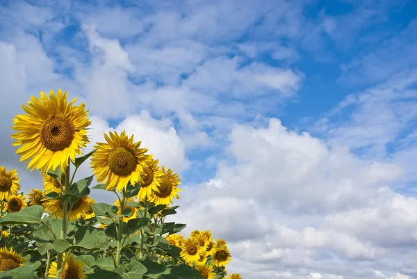 De lijn van zonnebloemen — Stockfoto