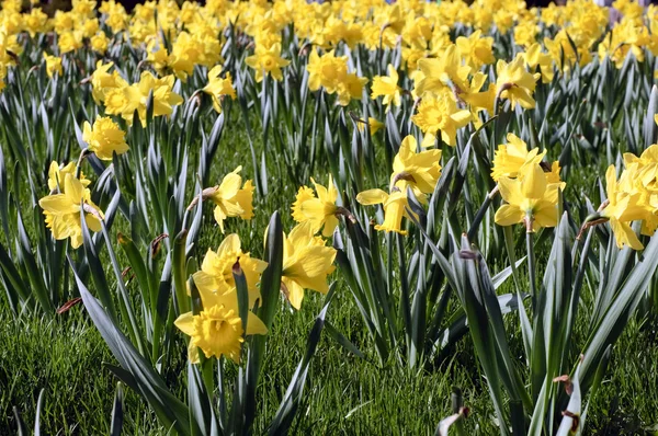 stock image Yellow daffodils