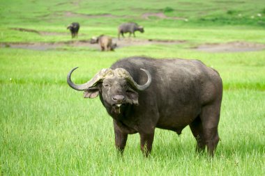 African buffalo in a field of grass. The photo is taken in Ngoro clipart