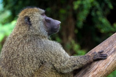 Close-Up Afrika babun ağaçta oturuyor. Fotoğraf alınır