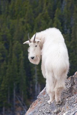 Canadian Rocky Mountain Goat clipart