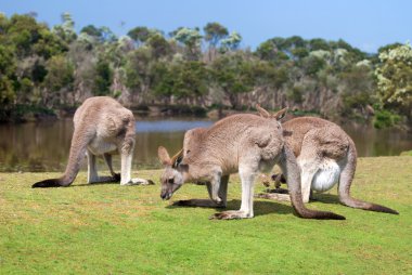 Group of kangaroos in Phillip Island Wildlife Park clipart