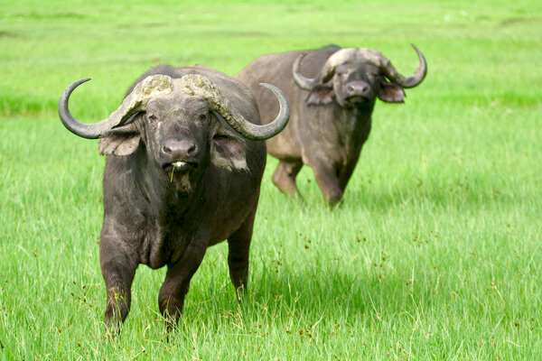 Два африканских буйвола на травяном поле
