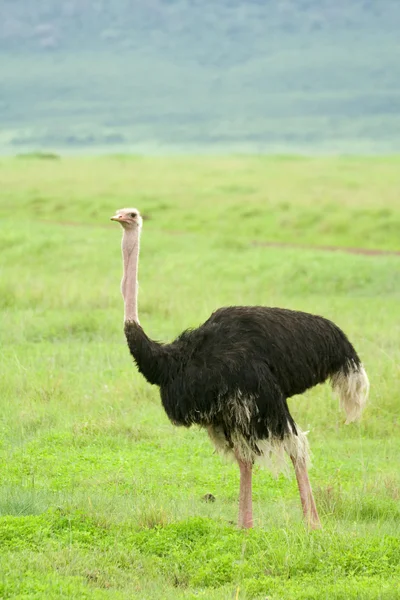 Африканського страуса — стокове фото