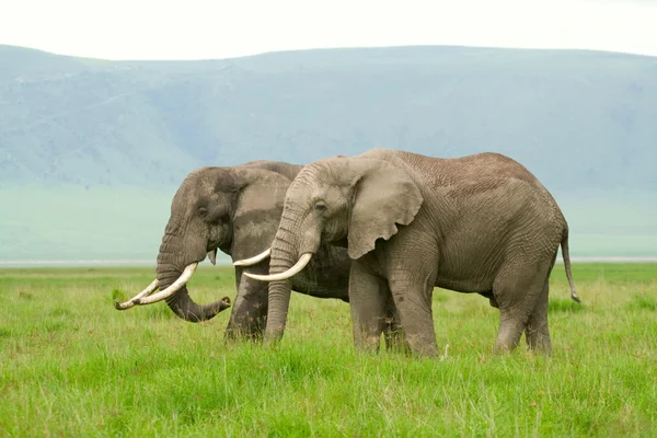 Twee Afrikaanse olifanten lopen in savannah. foto is genomen in ngo — Stockfoto