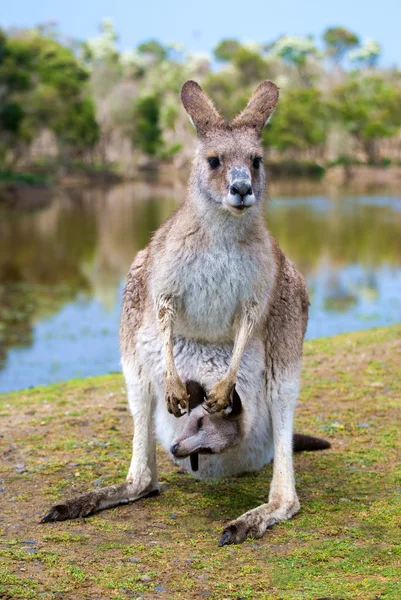 Female kangaroo with a joey in her pouch — Stock Photo, Image