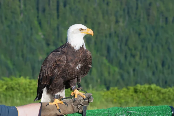 Αμερικανική φαλακρός αετός — Φωτογραφία Αρχείου