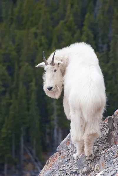 Kanadensiska rocky mountain goat — Stockfoto
