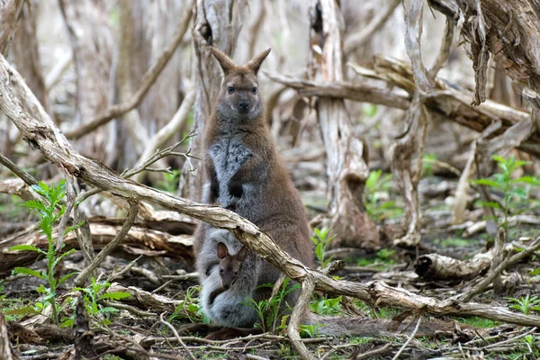 Női Vörösnyakú kenguru, a joey, ő tasak — Stock Fotó
