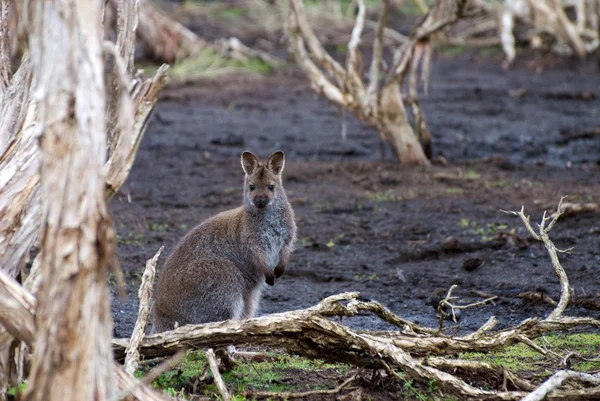 Wallaby de pescoço vermelho, Austrália — Fotografia de Stock
