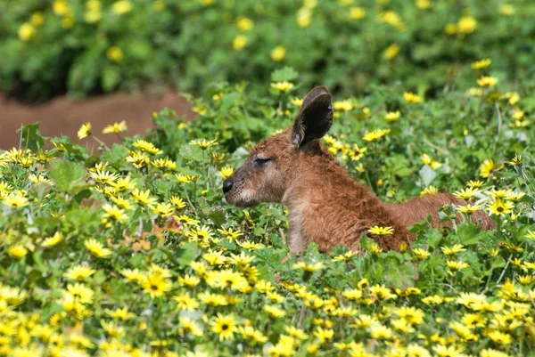 Kangourou rougeâtre couché sur l'herbe — Photo