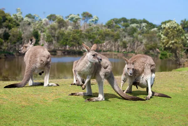 Groep van kangoeroes in phillip island wildpark Stockfoto