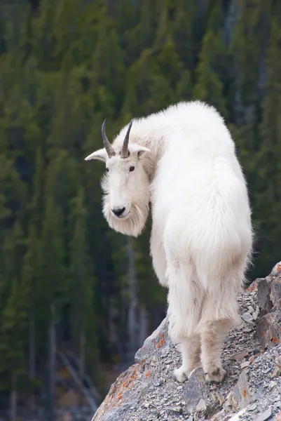 Kanadensiska rocky mountain goat Stockbild