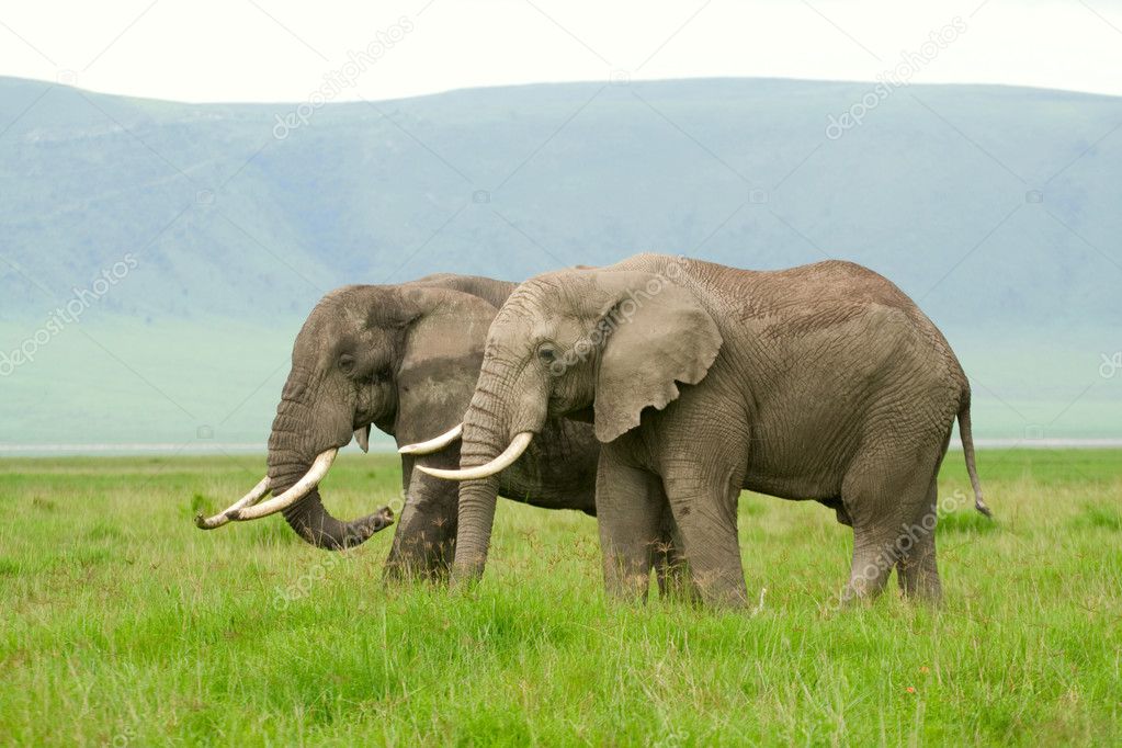 Two african elephants walking in savannah. Photo is taken in Ngo