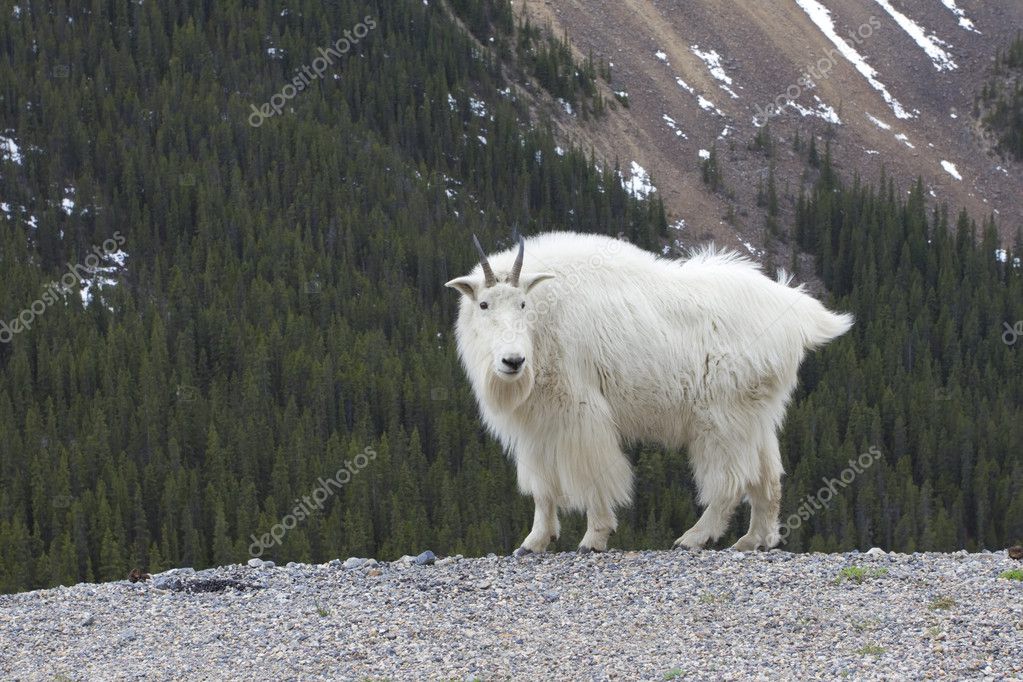 Canadian Rocky Mountain Goat — Stock Photo © tiger_barb #6585346