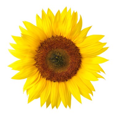 The perfect sunflower on white clipart