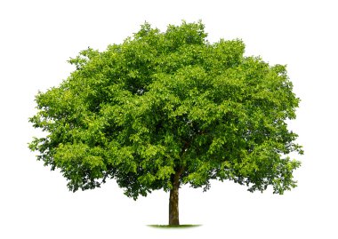 Beautiful deciduous tree on white clipart