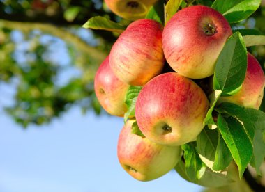 Gorgeous ripe apples on a branch clipart