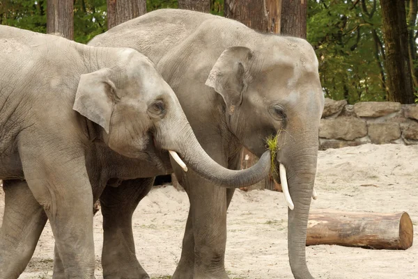 Un éléphant nourrit l'autre — Photo