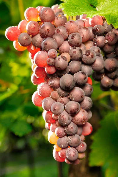 Güneş ışığında parlayan kırmızı üzüm — Stok fotoğraf