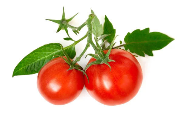 Reife Tomaten mit frischen Blättern — Stockfoto