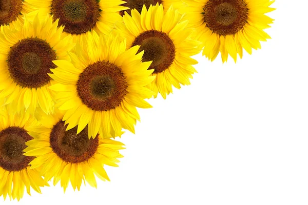 Sunflowers border with white copy space — Stock Photo, Image