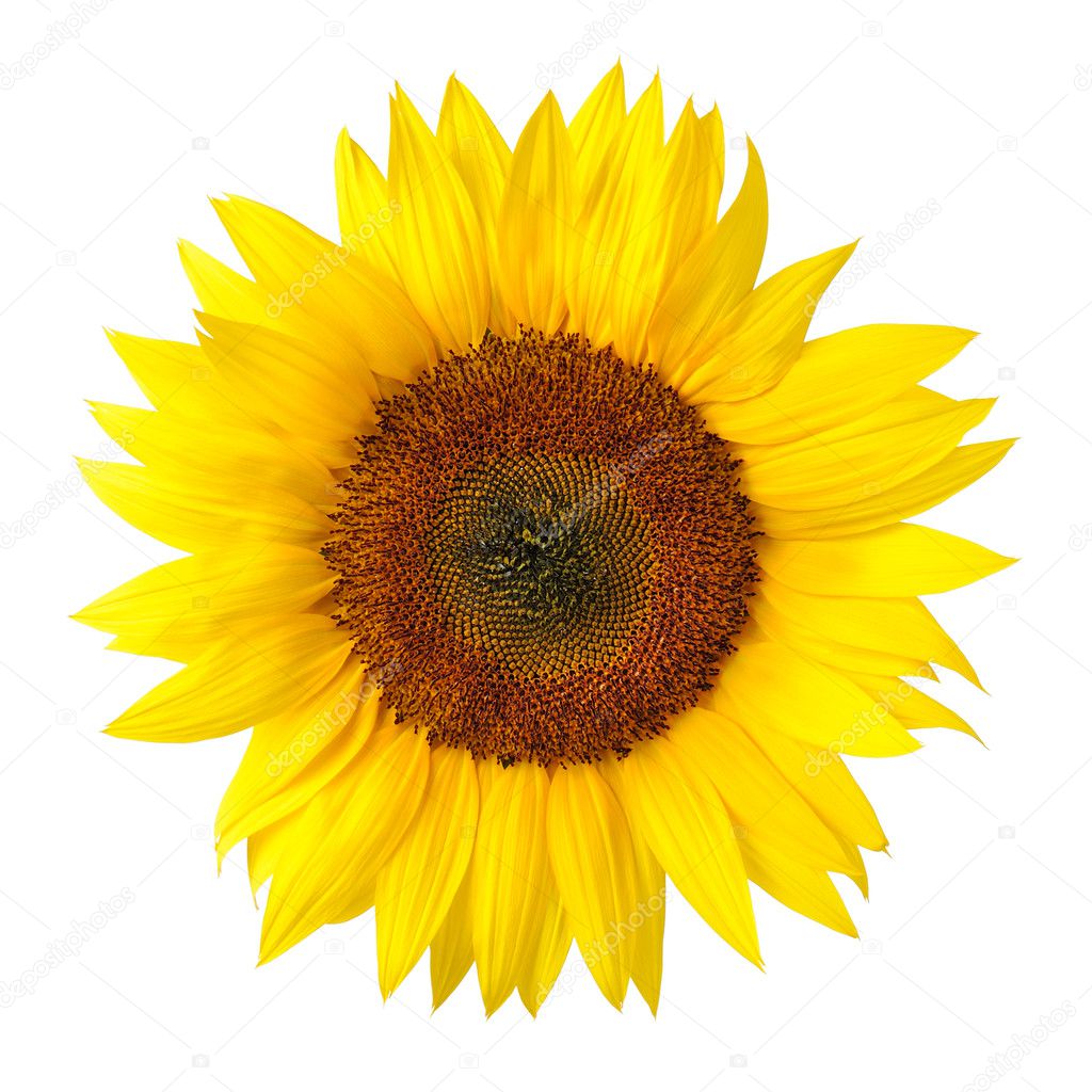The perfect sunflower on white