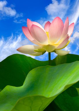 Pink water lily and beautiful sky clipart