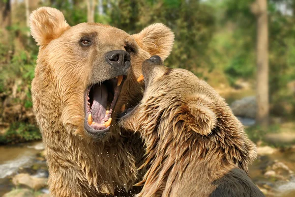 Twee beren vechten in hun habitat — Stockfoto